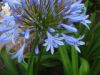 095_Muckross_Gardens.jpg