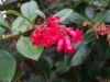 101_Muckross_Gardens.jpg
