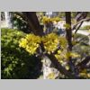 046_Tokyo_Hamarikyu.jpg