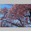 070_Tokyo_Zojo-ji.jpg