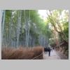 074_Bamboo.jpg