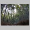 078_Bamboo.jpg