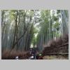 079_Bamboo.jpg