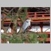 009_Byodoin.jpg