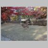 070_Nara_park.jpg