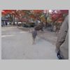 071_Nara_park.jpg