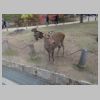 096_Nara_park.jpg