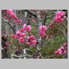085_Sanzen-in.jpg