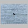 18_guillemot.jpg