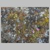 06_saxifrages.jpg