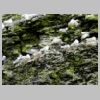 13_mouettes.jpg