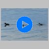 28_guillemots.jpg