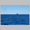 12_guillemots.jpg