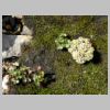 31_saule_laineux-saxifrage.jpg