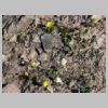 13_saxifrage_jaune.jpg