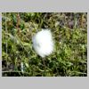 06_linaigrette.jpg